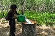 Giá cao su Tocom tăng phiên thứ 2 liên tiếp